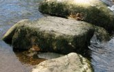 stepping-stones-cropped