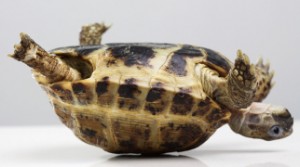Tortoise on its back